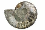 Cut & Polished Ammonite Fossil (Half) - Madagascar #362407-1